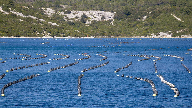 Oyster and fish production in Ston, Croatia
